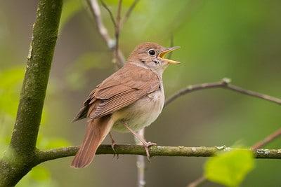 oiseau sur une branche